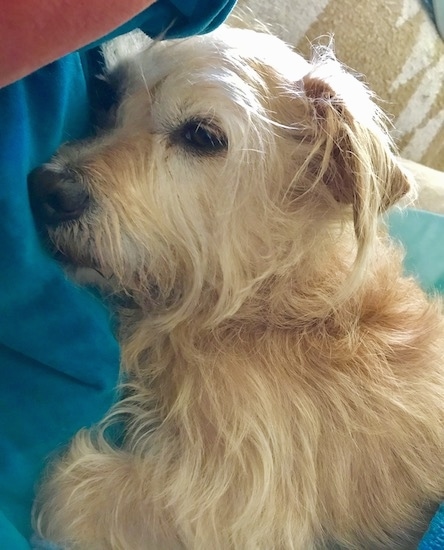 A tan wiry looking long haired, sleepy looking, tan dog with a black nose, dark eyes, and ears that hang down to the sides with scruffy looking hair on them laying down on a person's lap looking relaxed.